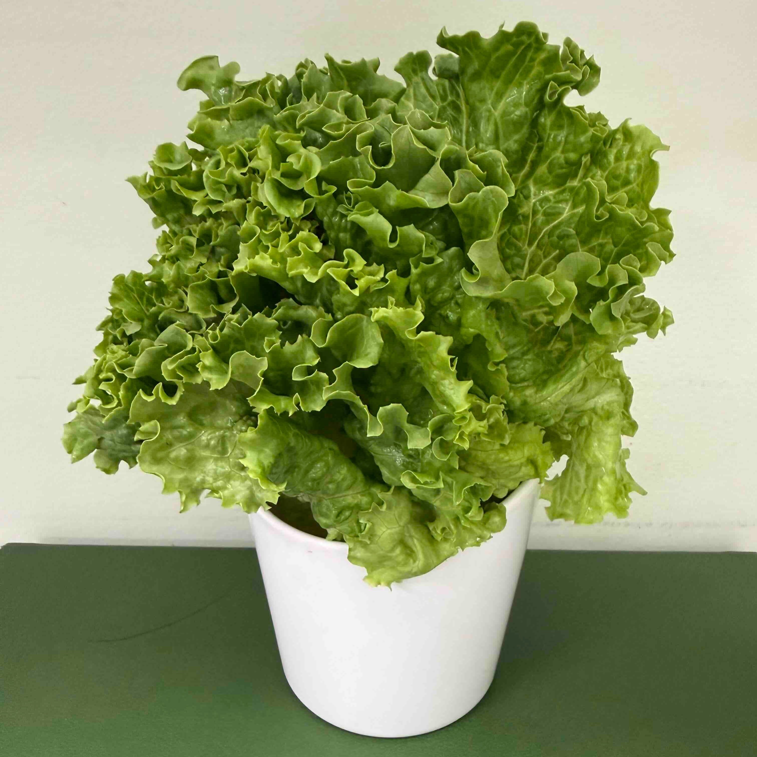 Side Lettuce Wrap.